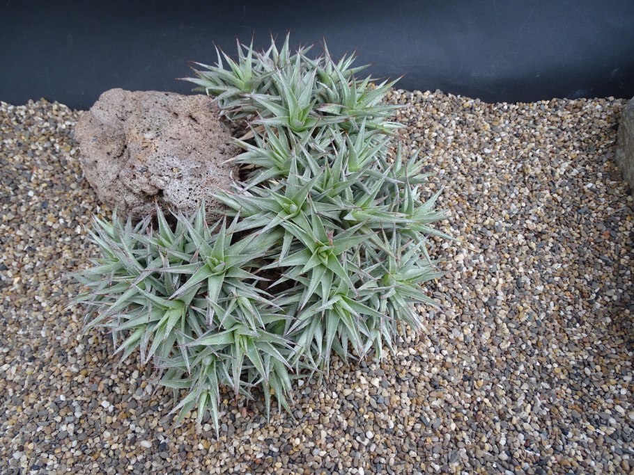 Необычные цветы срезка