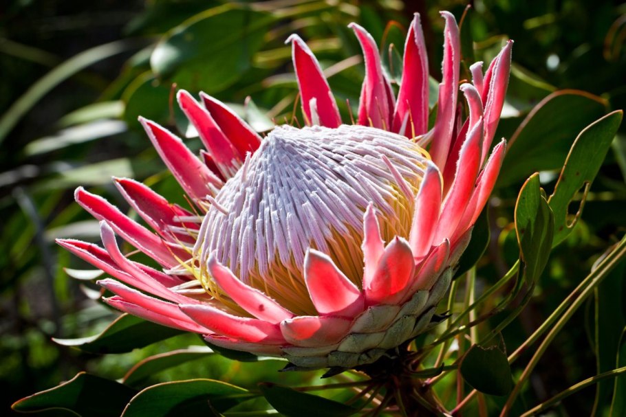 Tephrocactus v papyracanthus VG 388