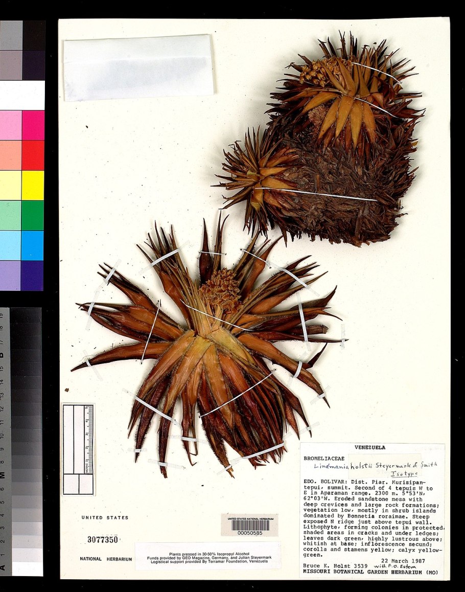 Эндемики Флоры Австралии