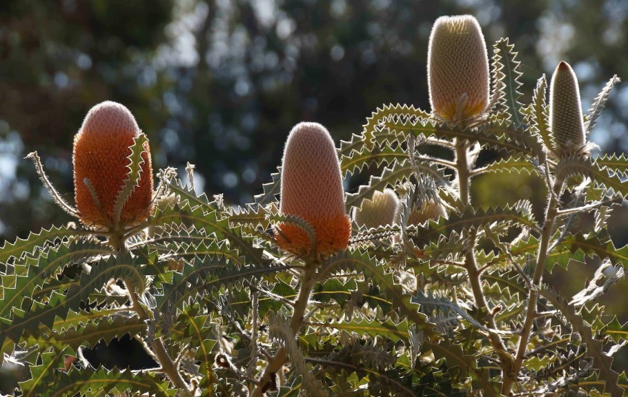 Банксия Броуна