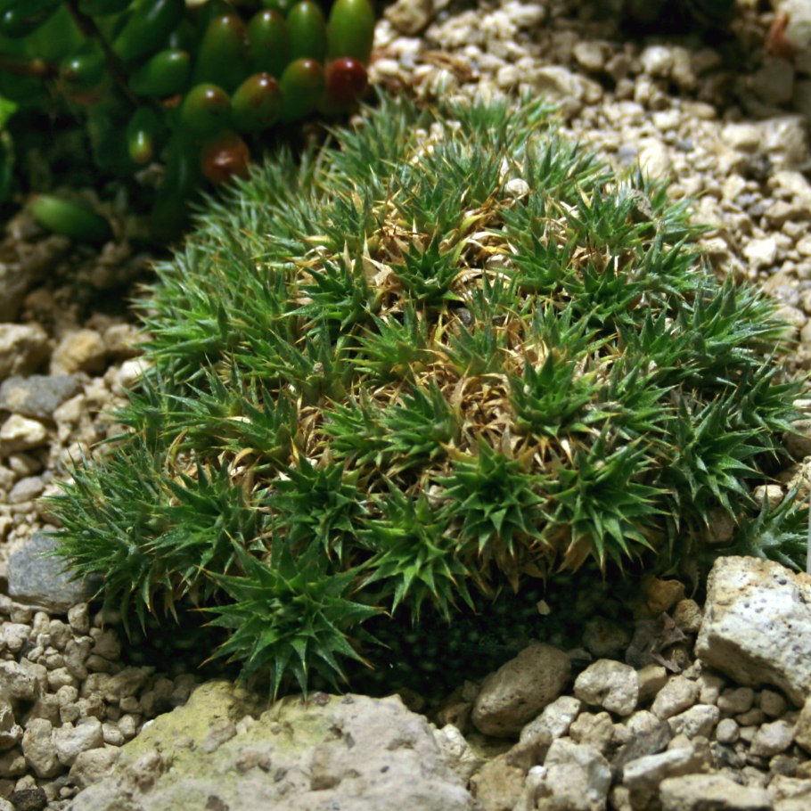 Светло зеленый цвет