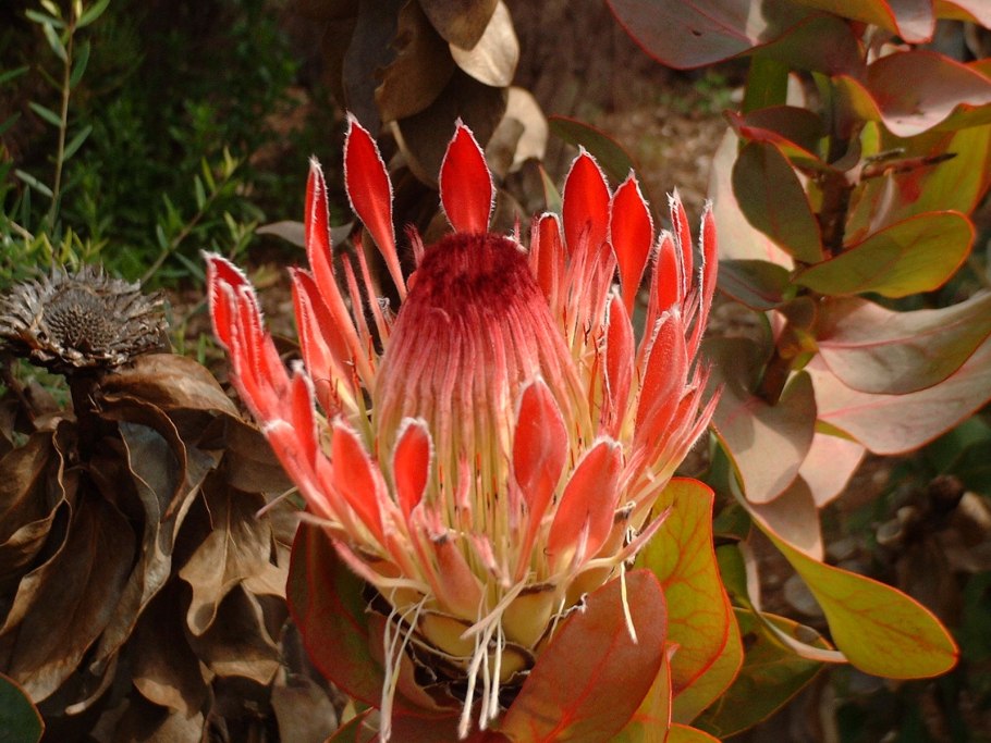 Цветок Banksia