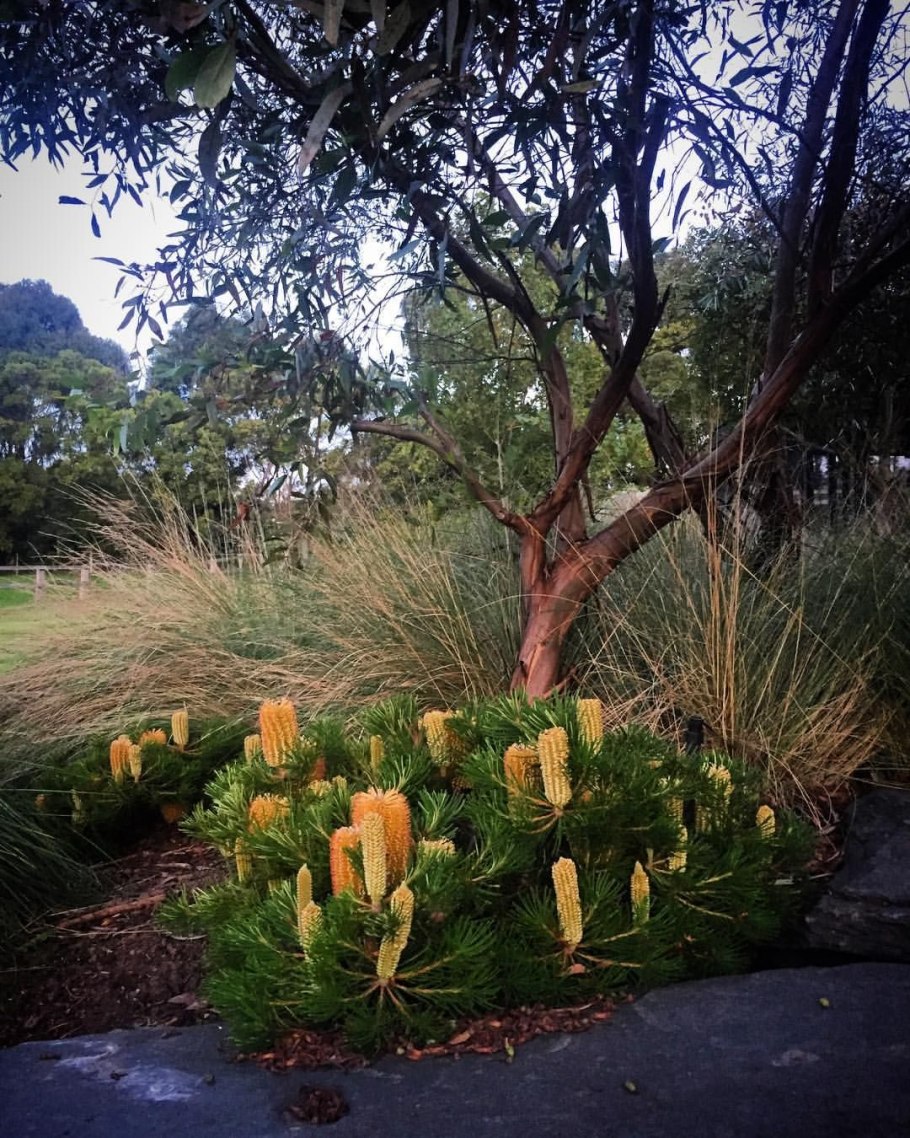 Фостерелла висячецветковая