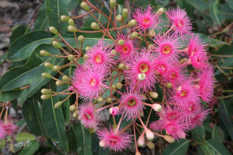 Банксия листья