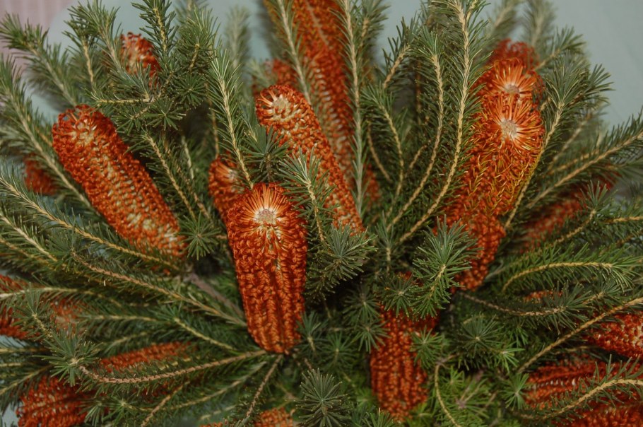 Банксия Коккинея