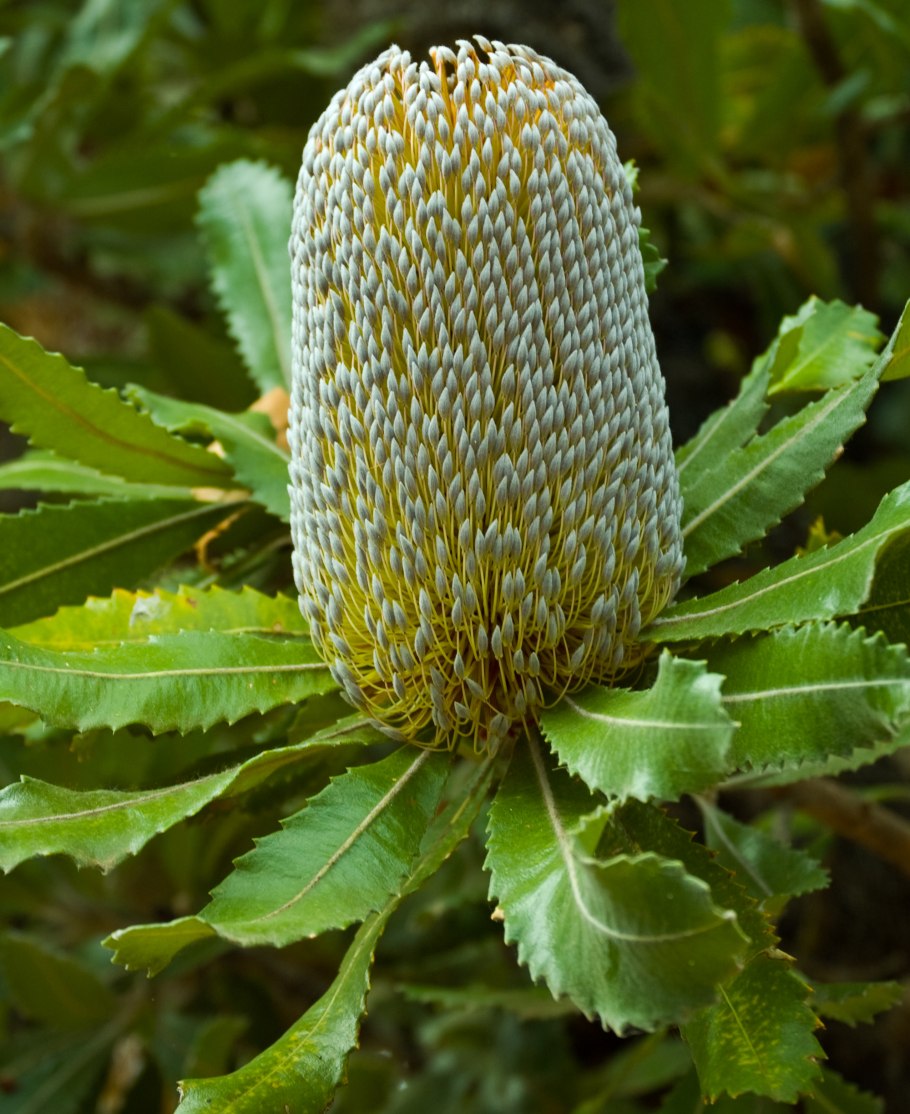 Банксия (Banksia) coccinea