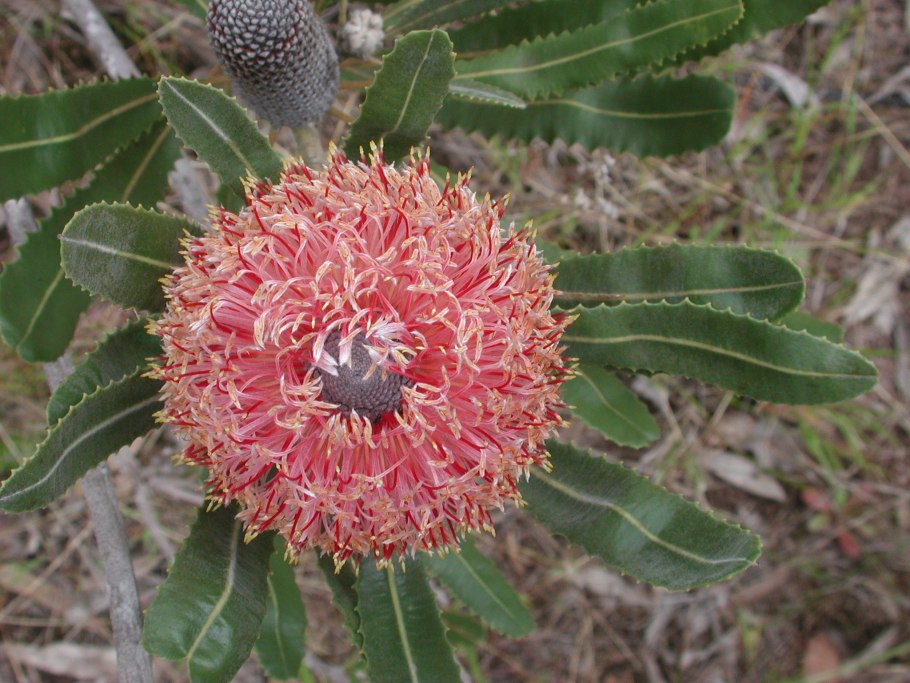 Банксия (Banksia) срезка