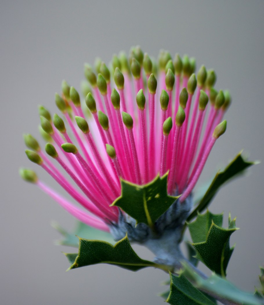 Банксия срезка