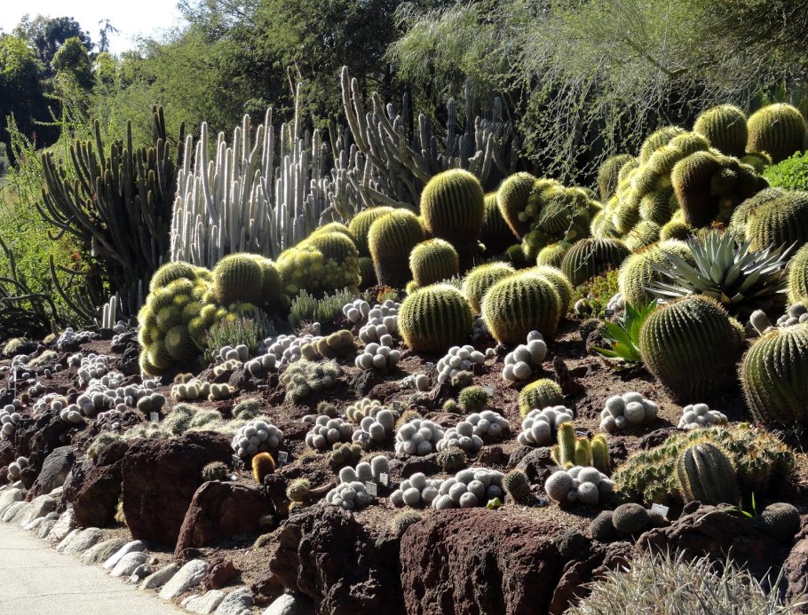Банксия Австралия