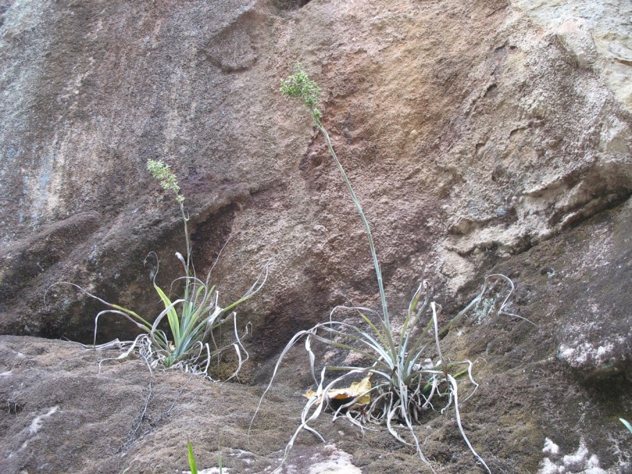 Ornithogalum boucheanum