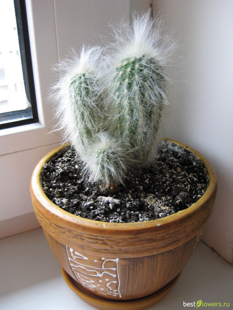 Кактус Эспостоа шерстистая