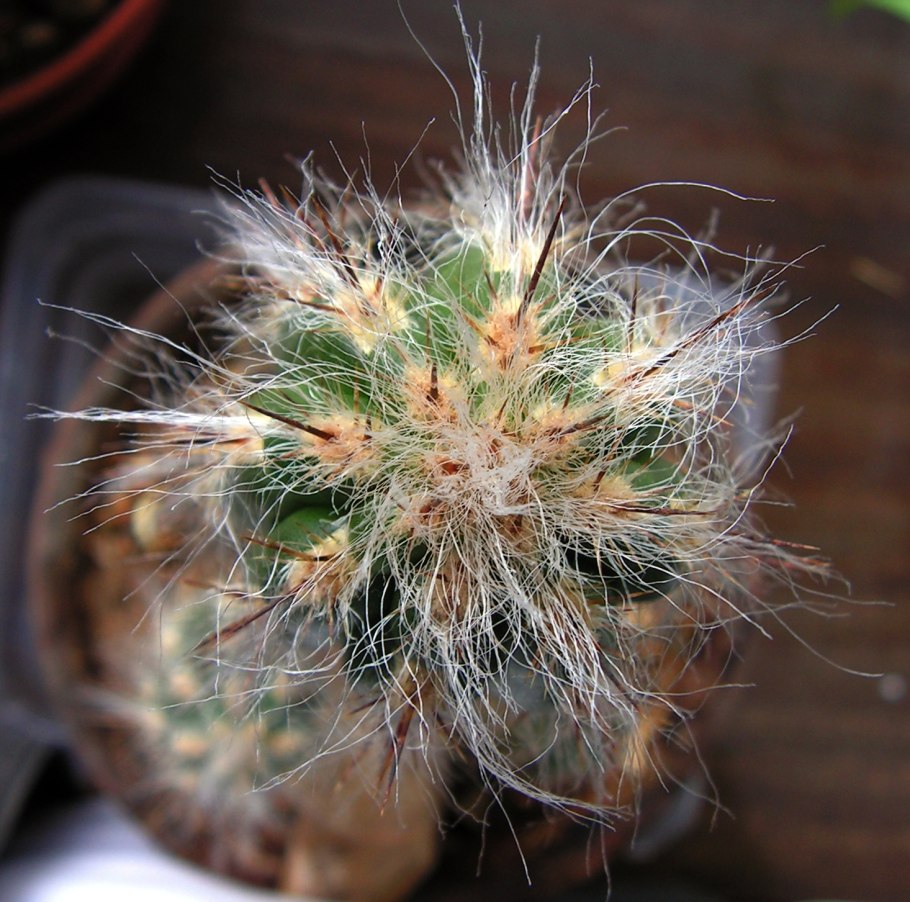 Кактус Эспостоа шерстистая