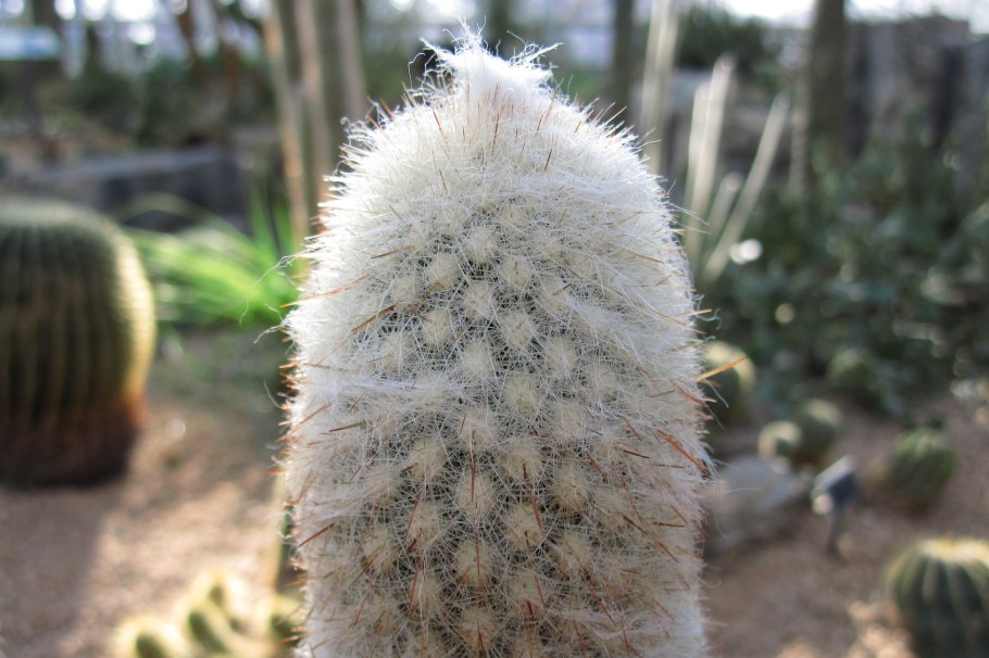 Кактус Эспостоа шерстистая