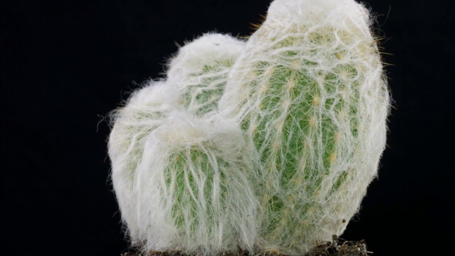 Семена Эспостоа