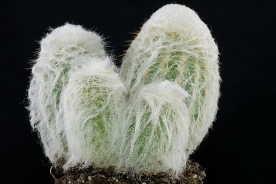 Кактус Эспостоа