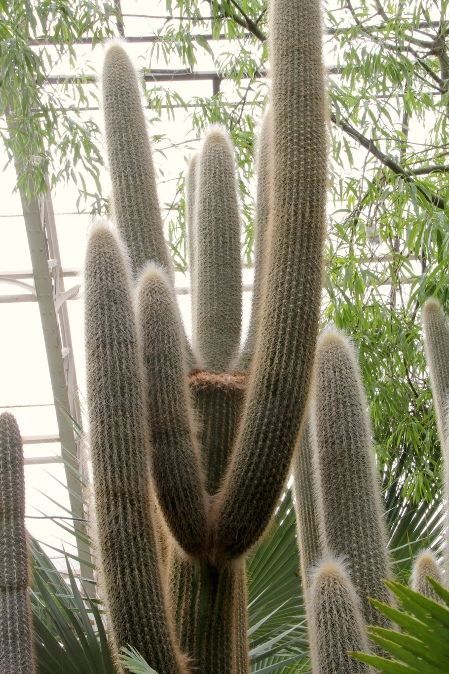 Эспостоа Ланата