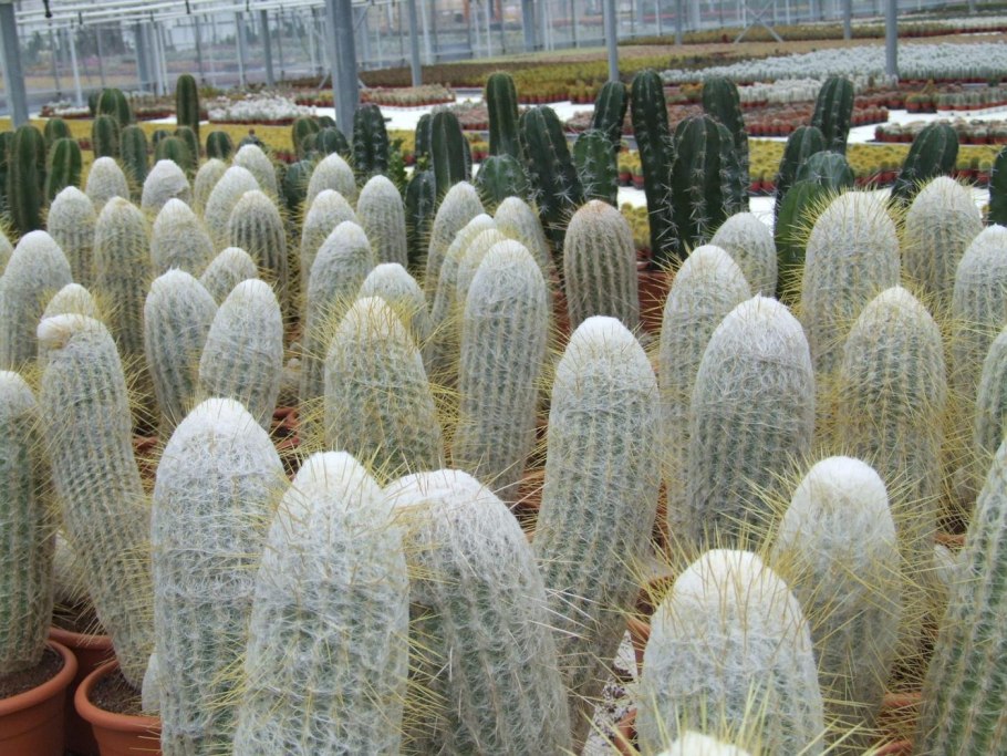 Эспостоа шерстистая