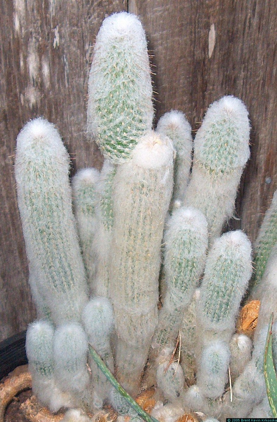 Эспостоа Нана