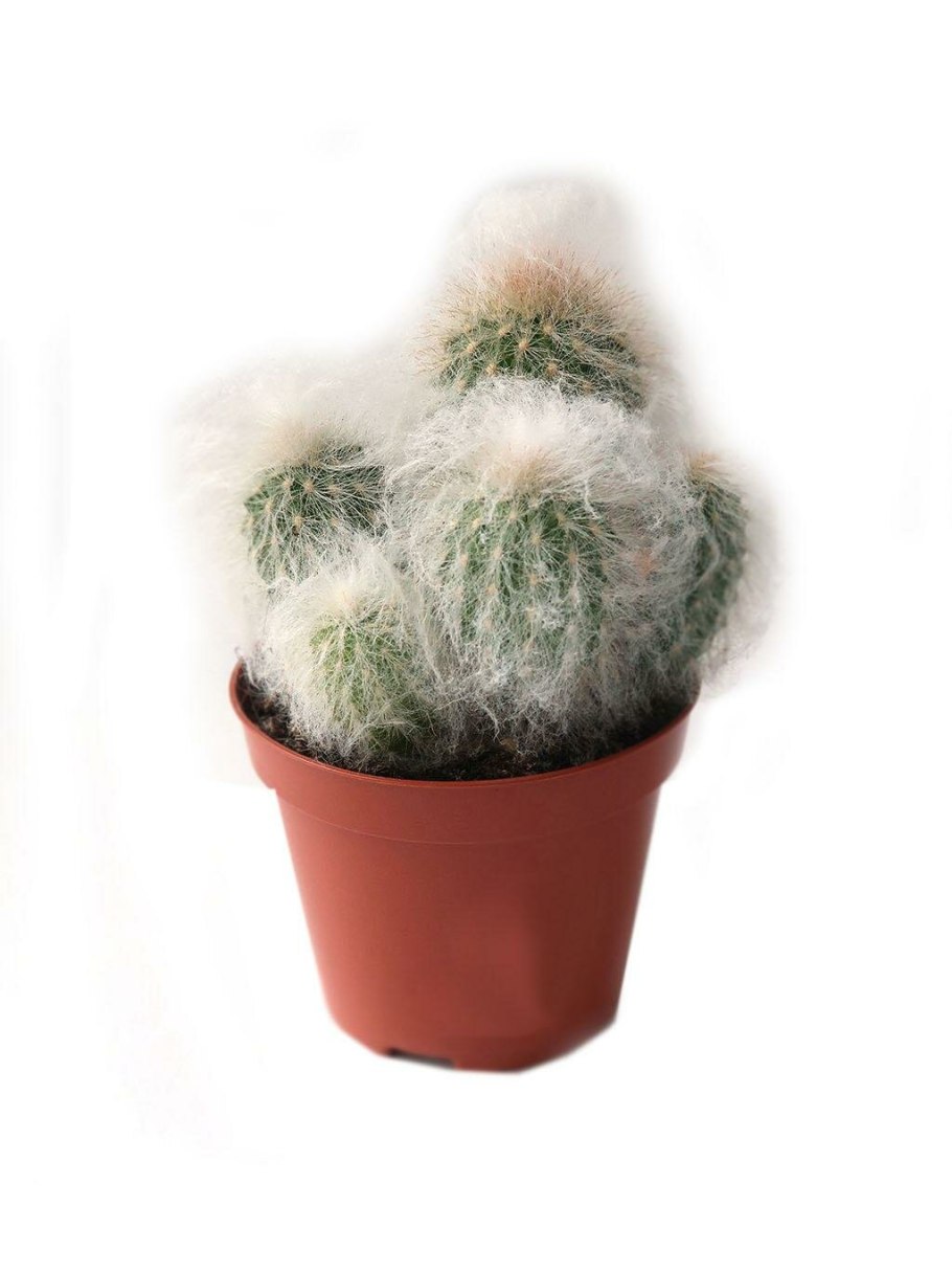 Эспостоа Ланата