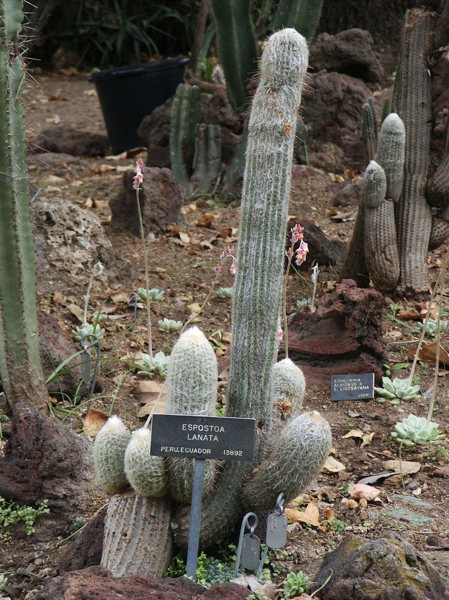 Кактус Эспостоа Ланата