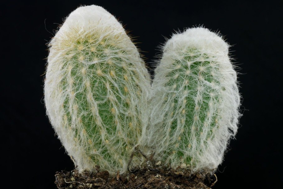 Кактус Эспостоа шерстистая