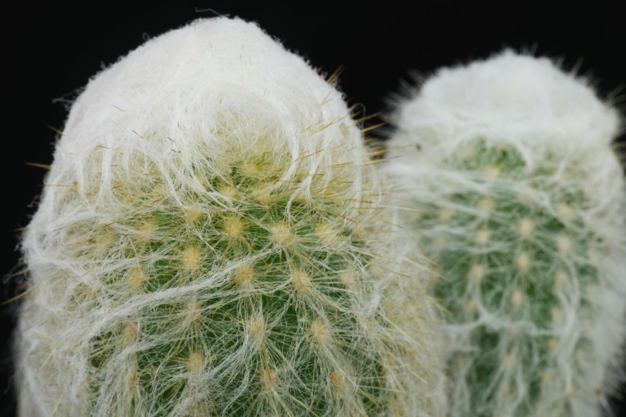 Кактус Эспостоа шерстистая