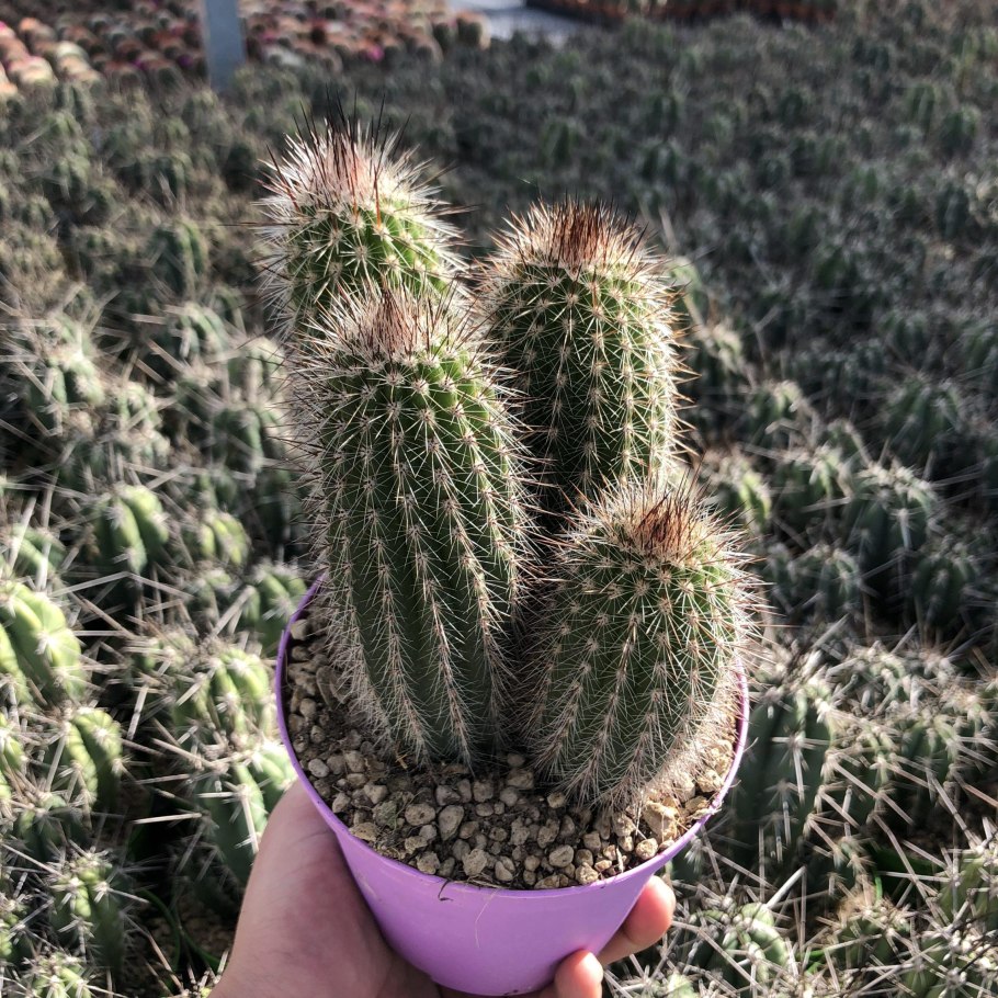 Кактус Espostoa Mirabilis