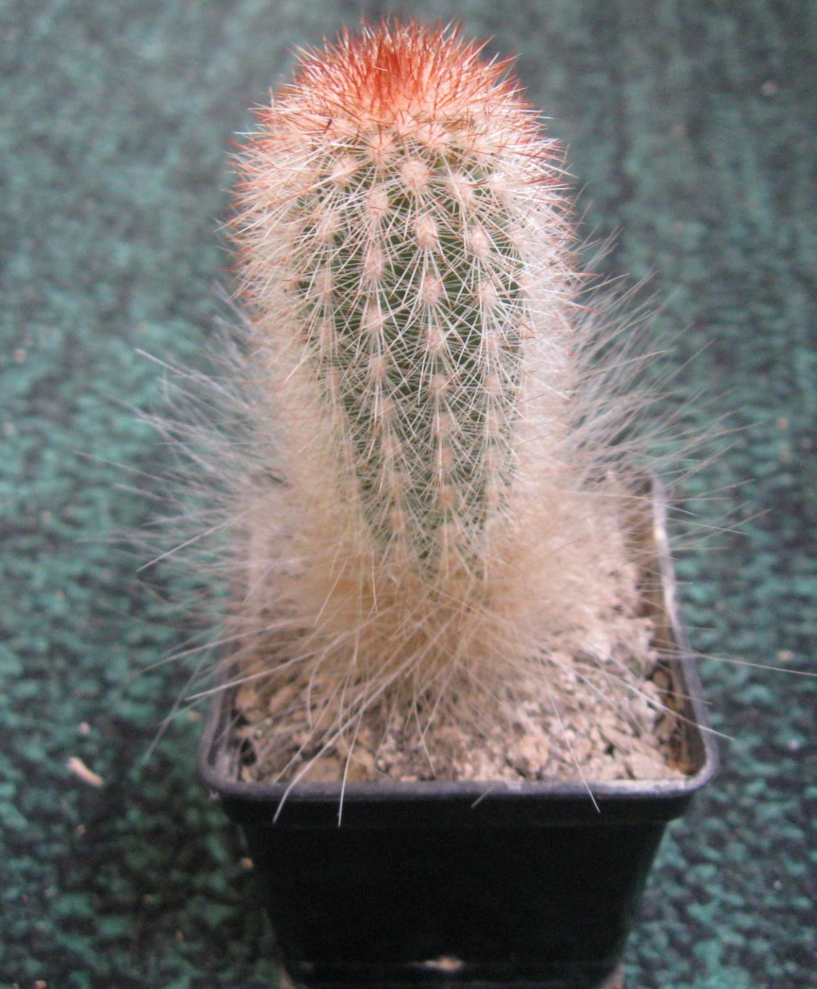 Эспостоа Ланата