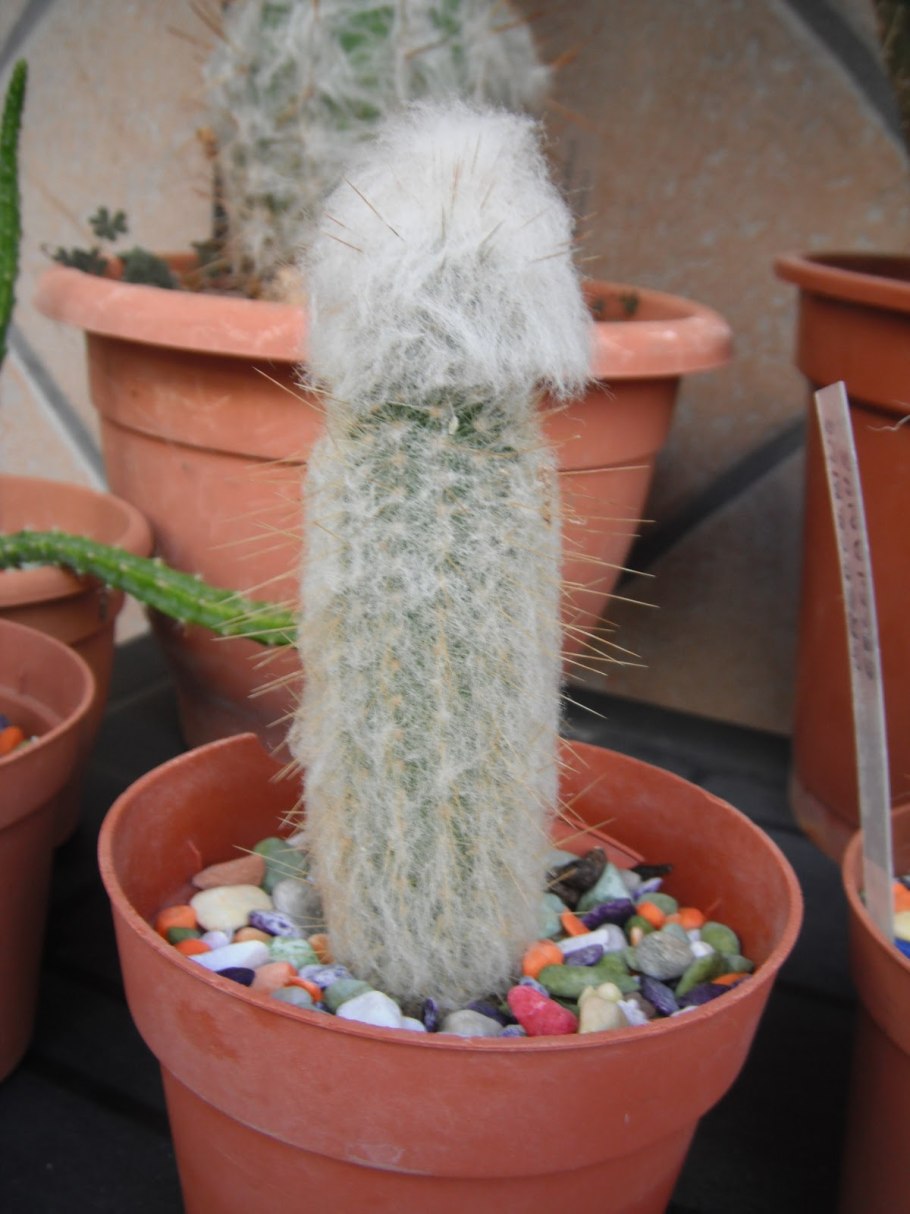 Кактус Эспостоа Ланата цветения