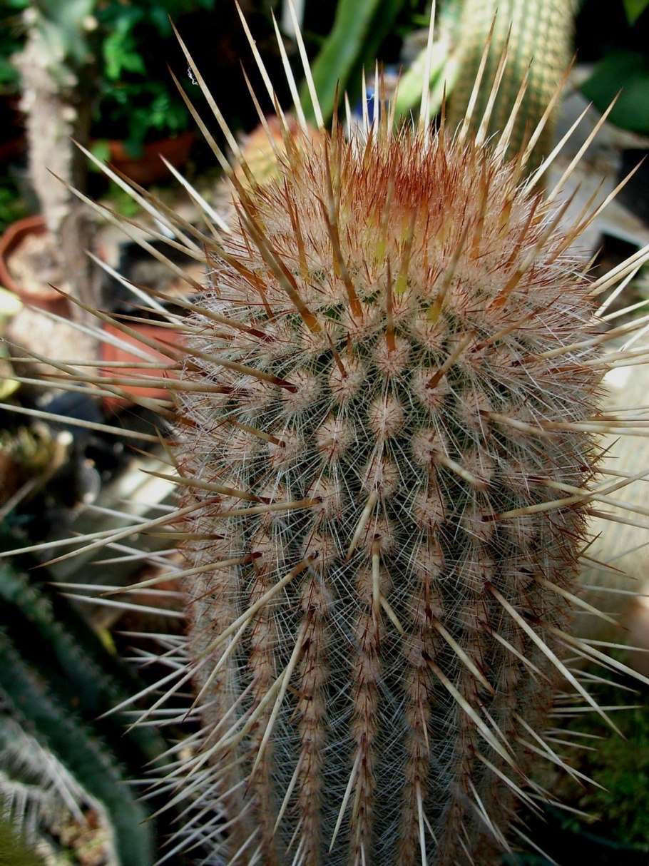 Эспостоа в горшке