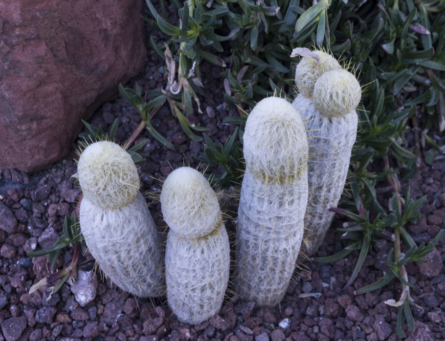 Espostoa melanostele