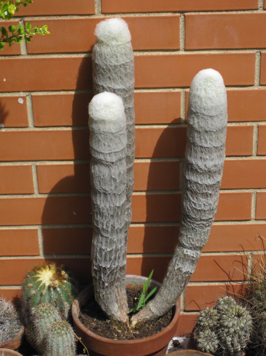 Кактус Эспостоа шерстистая