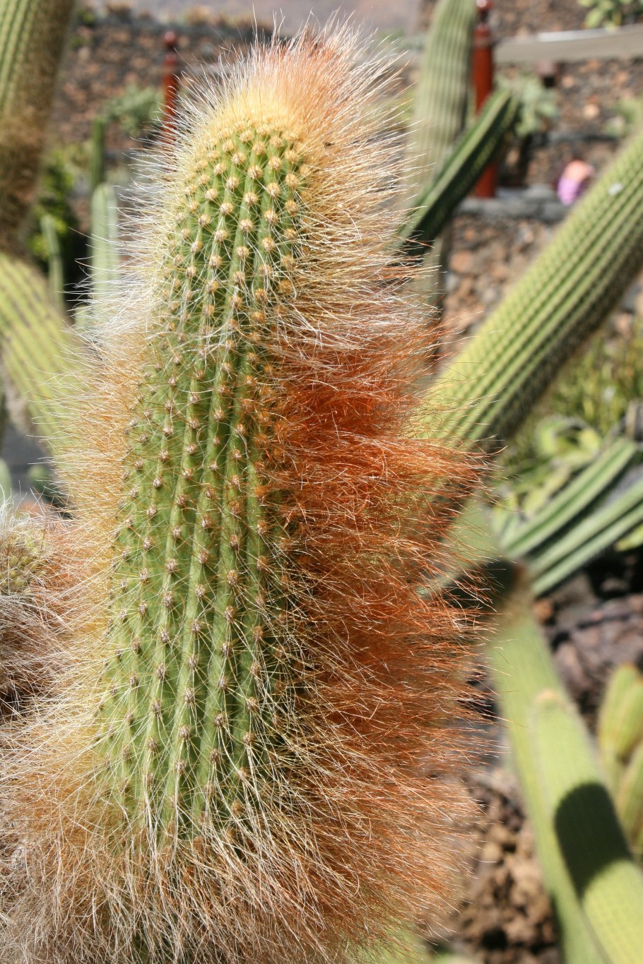 Эспостоа Ланата