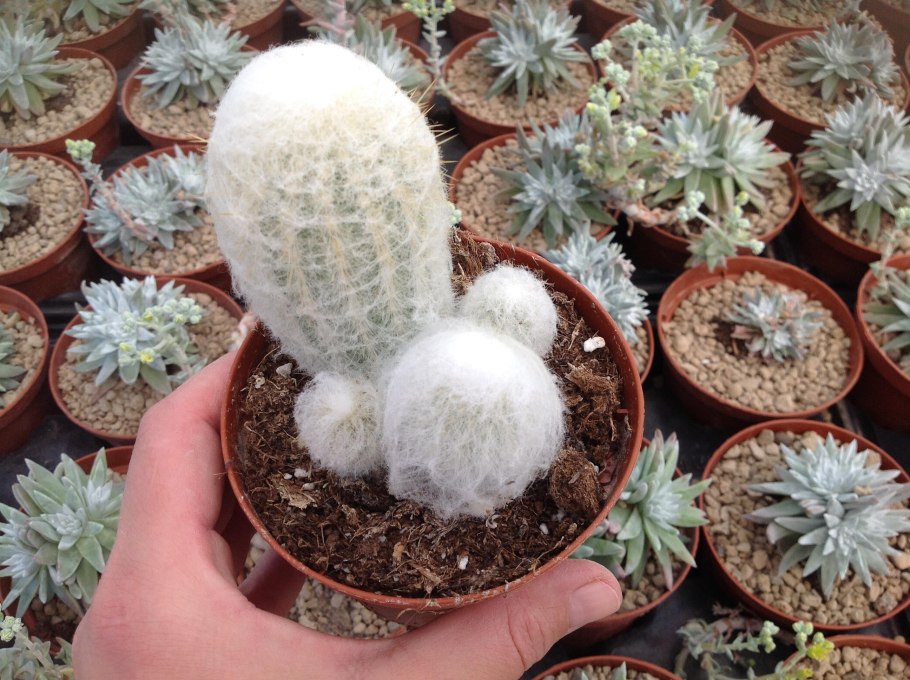 Эспостоа Нана