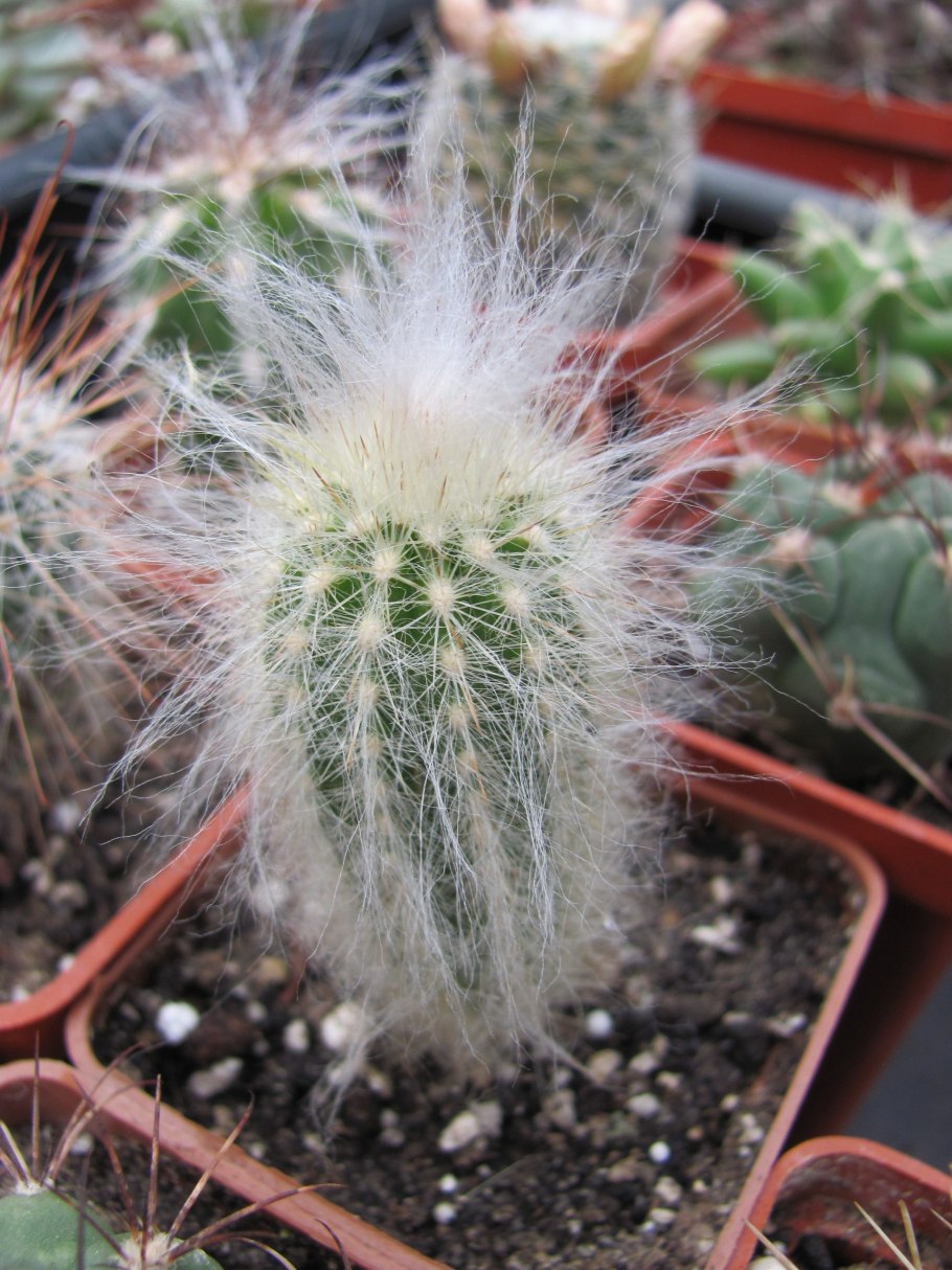 Цефалоцереус Кактус