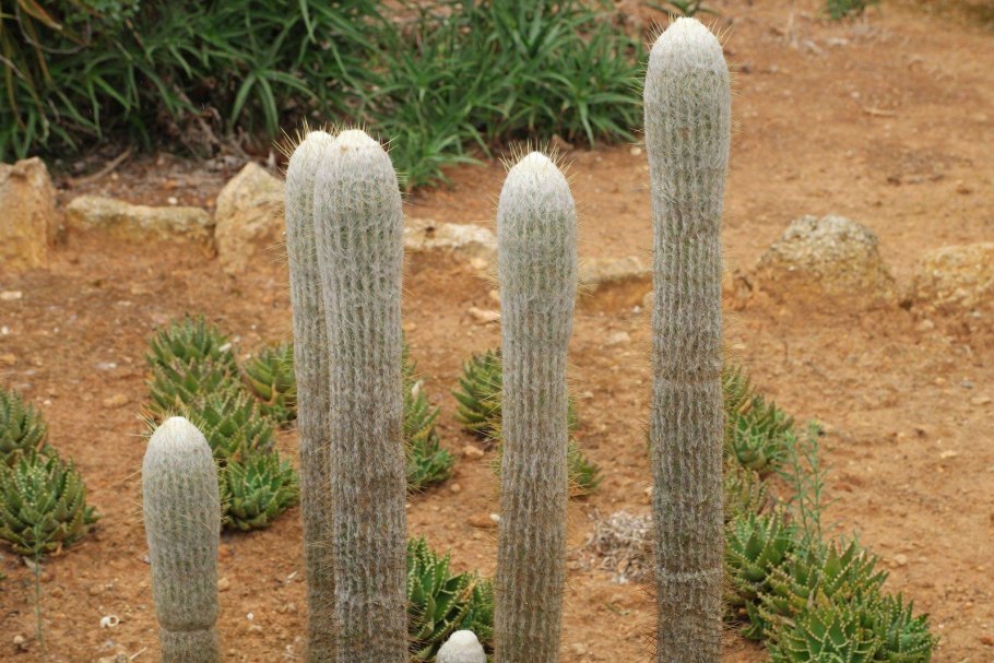 Эспостоа шерстистая