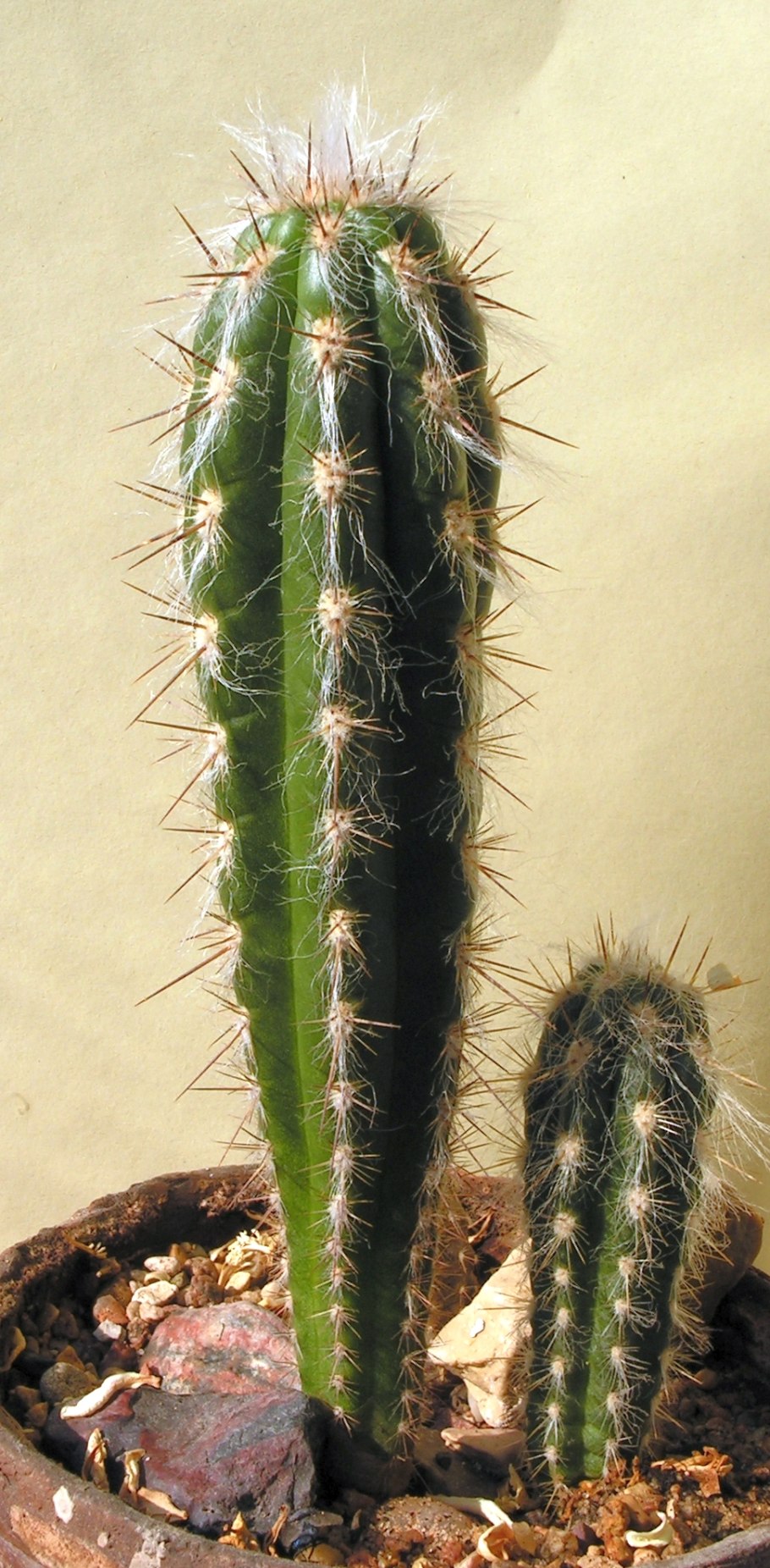 Кактус Эспостоа Нана