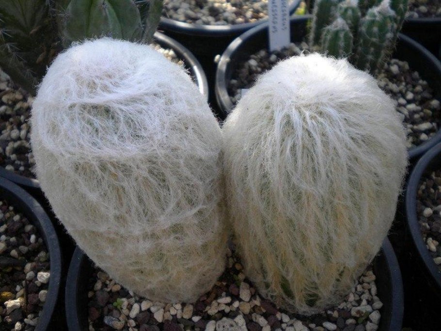 Кактус Espostoa