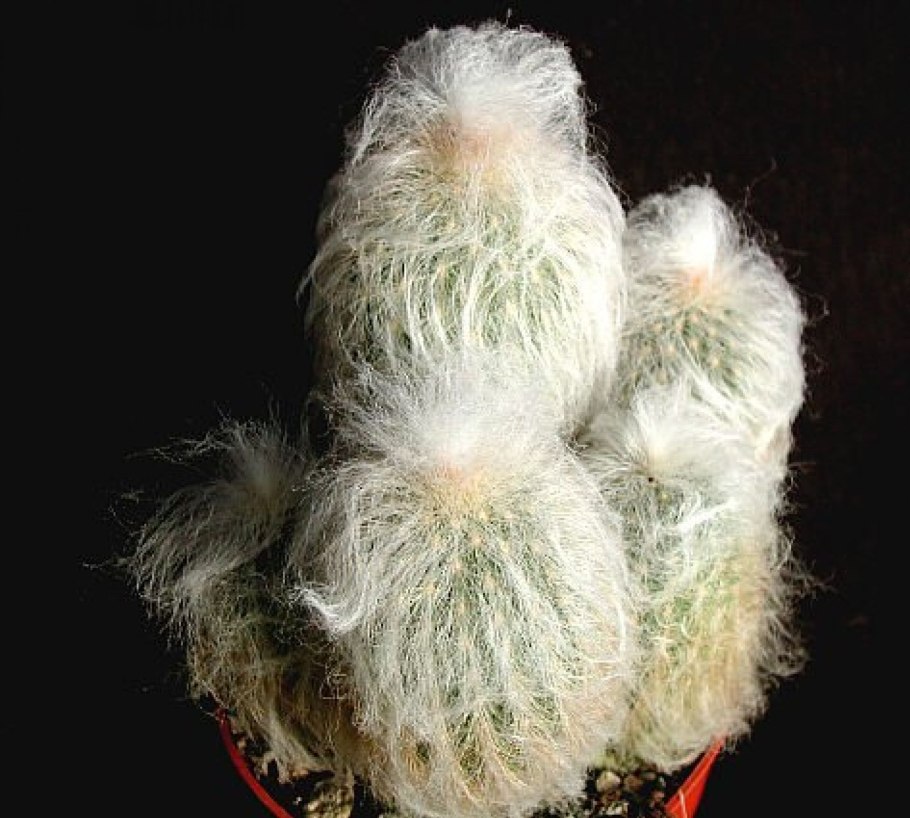 Espostoa melanostele