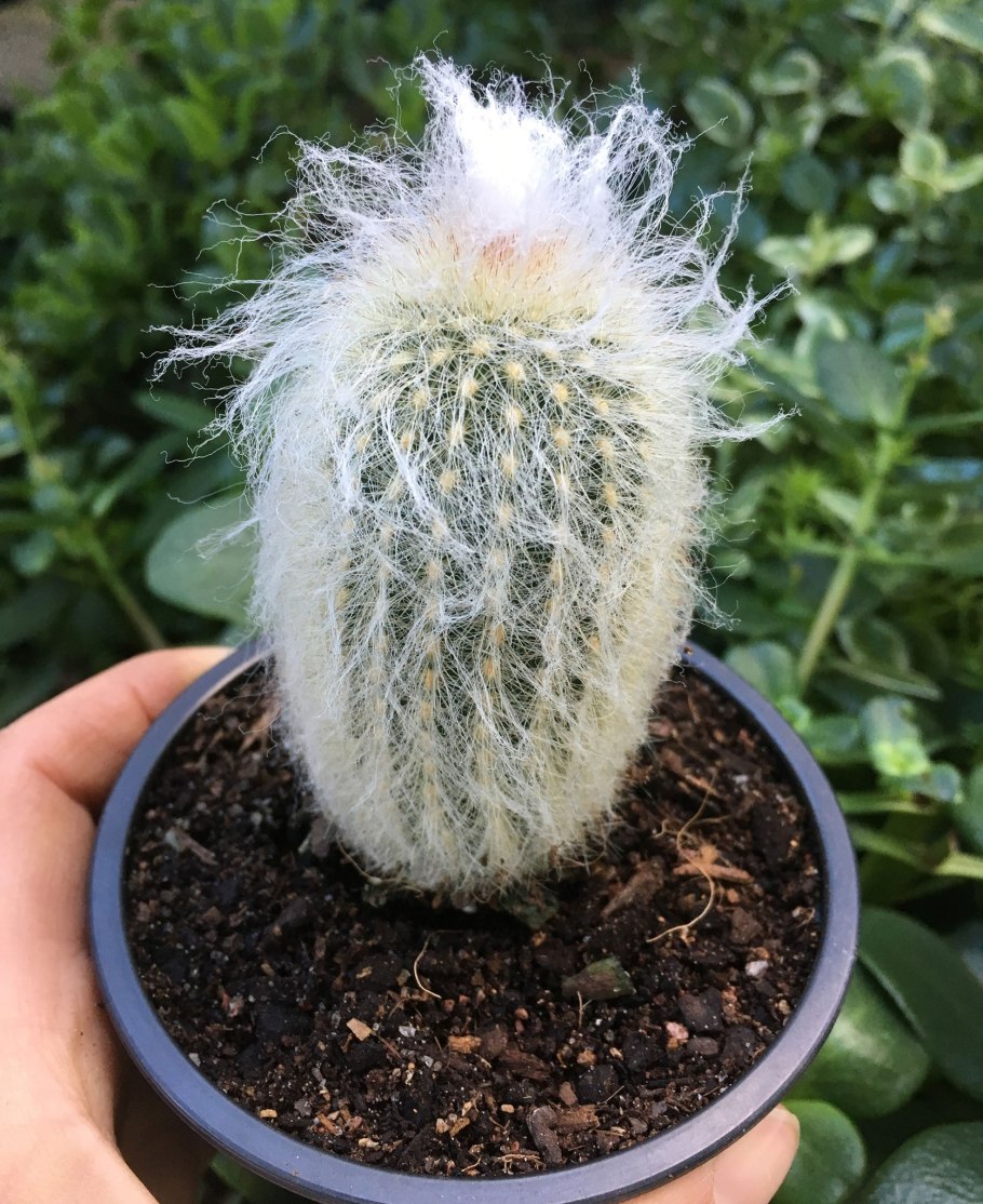 Эспостоа Ланата