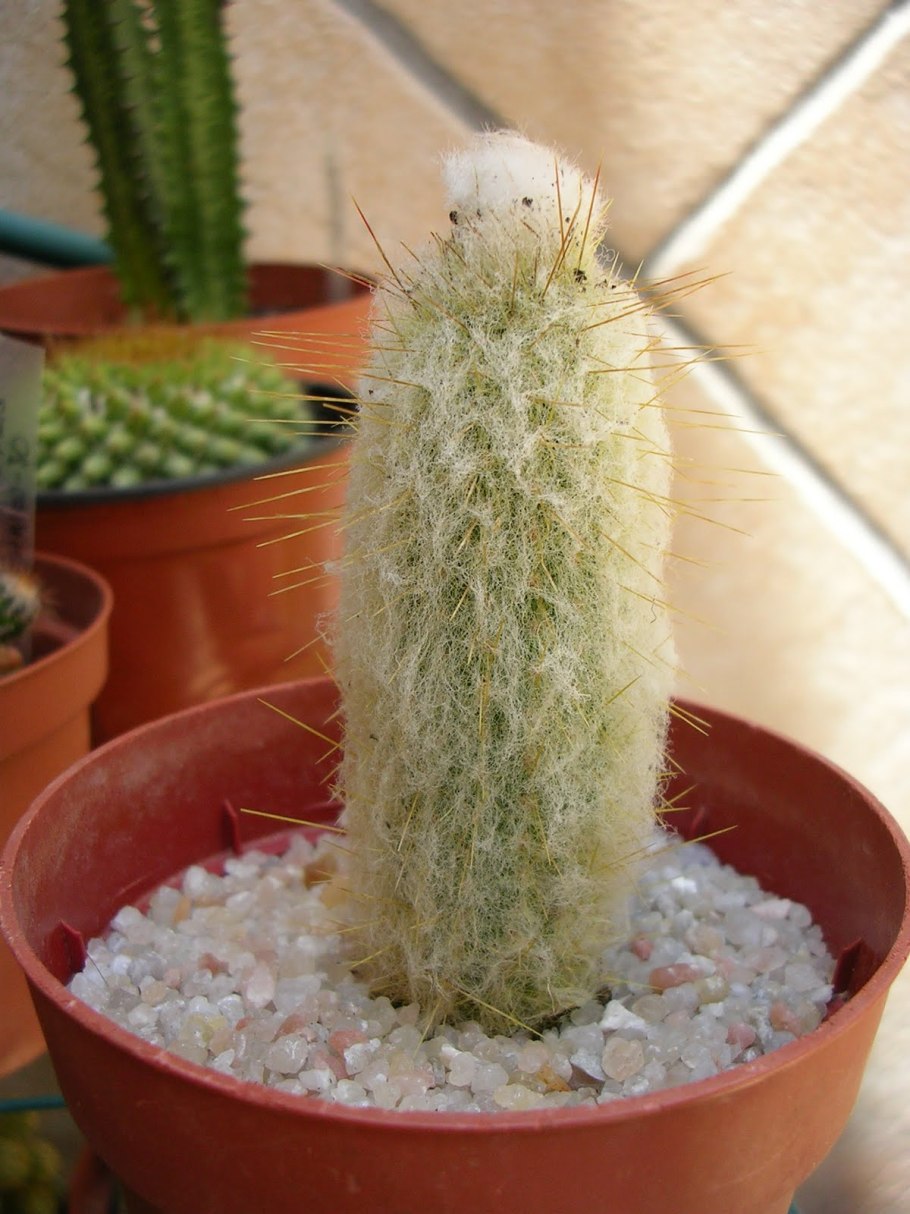 Эспостоа Ланата