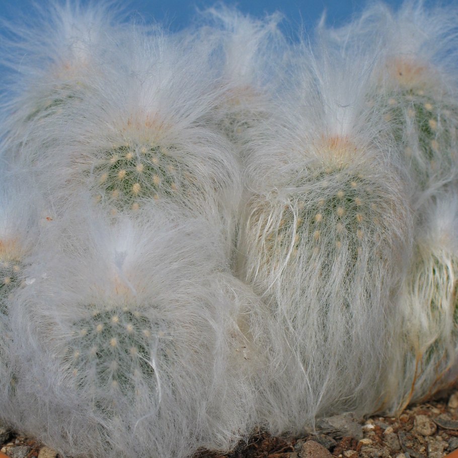 Эспостоа Ланата