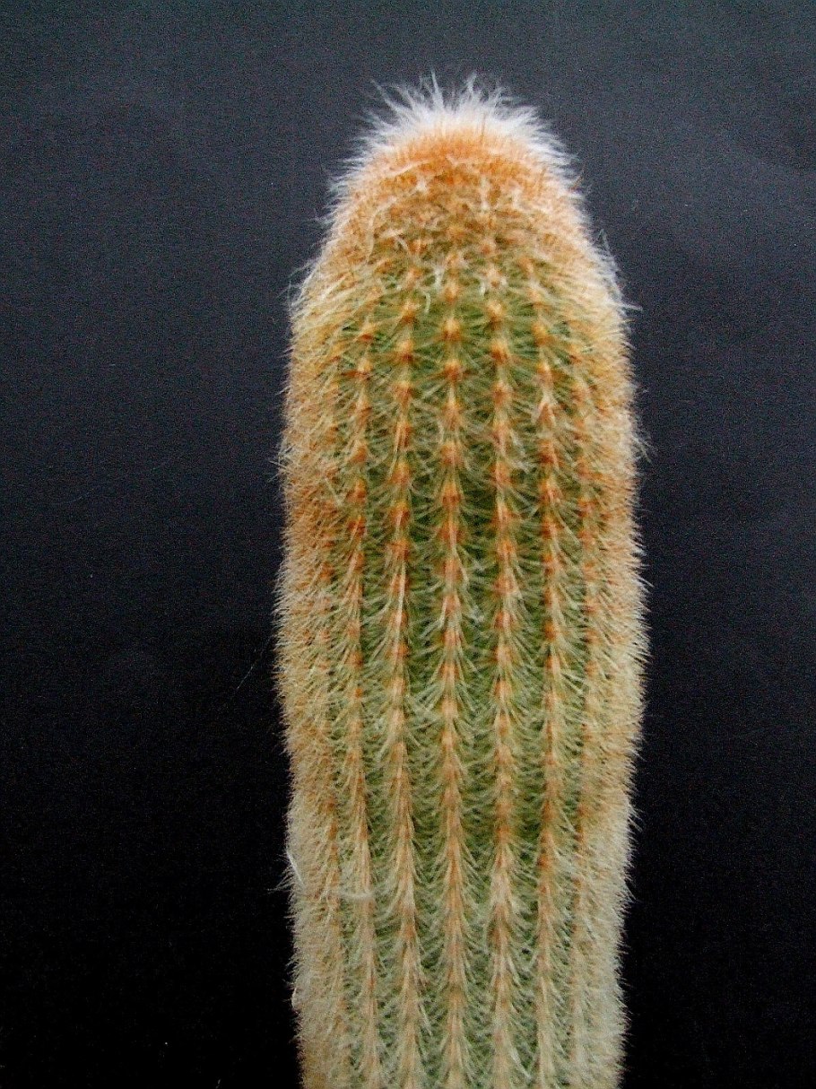 Espostoa Lanata Кактус