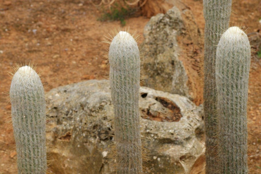 Эспостоа Ланата