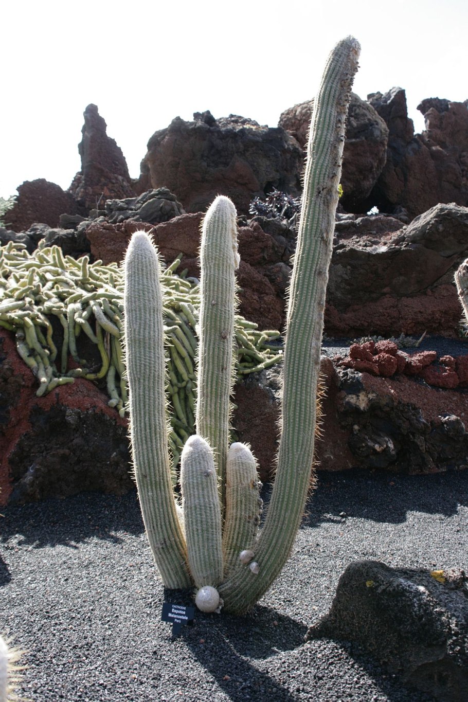 Эспостоа Ланата