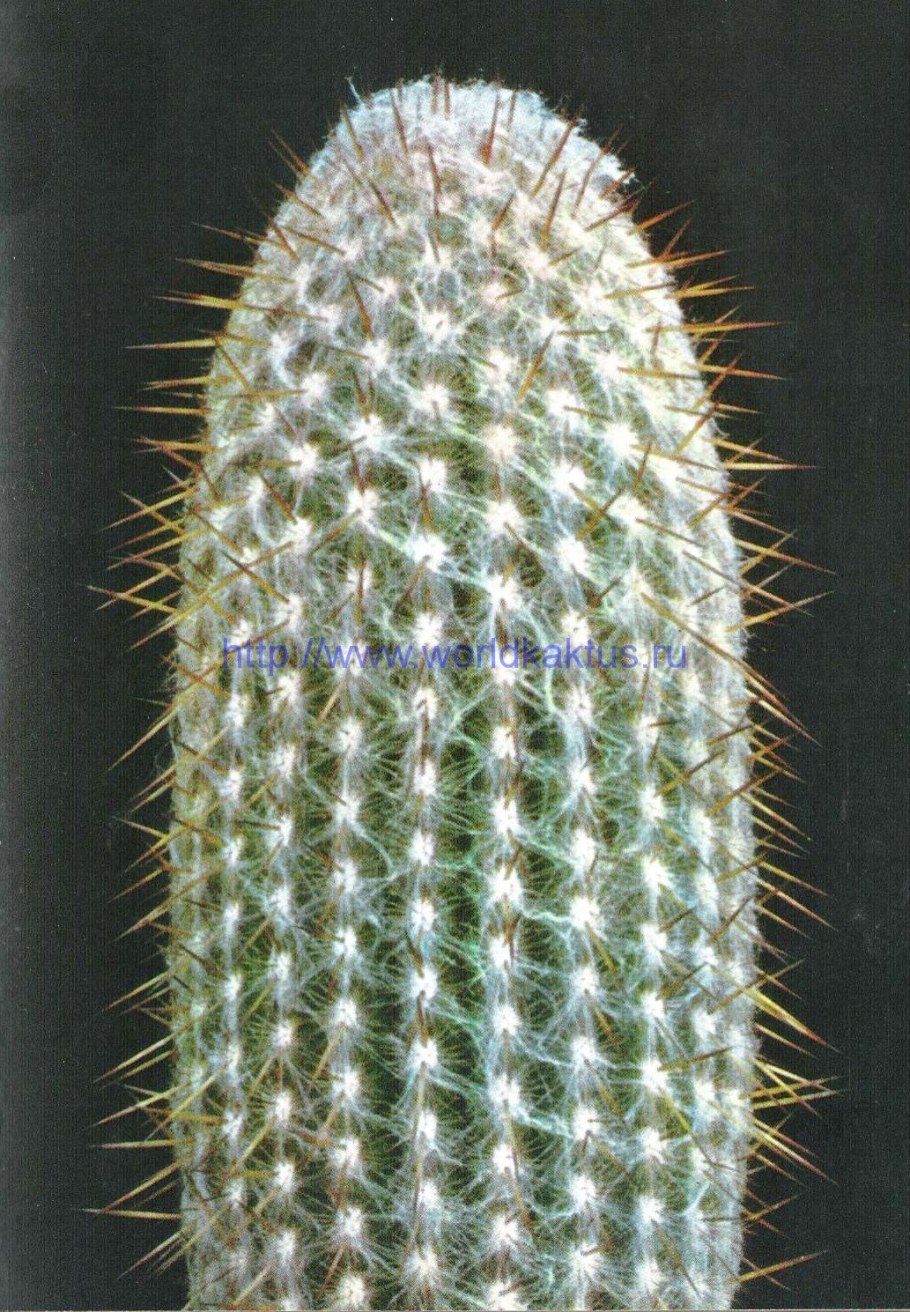 Корни кактуса Эспостоа