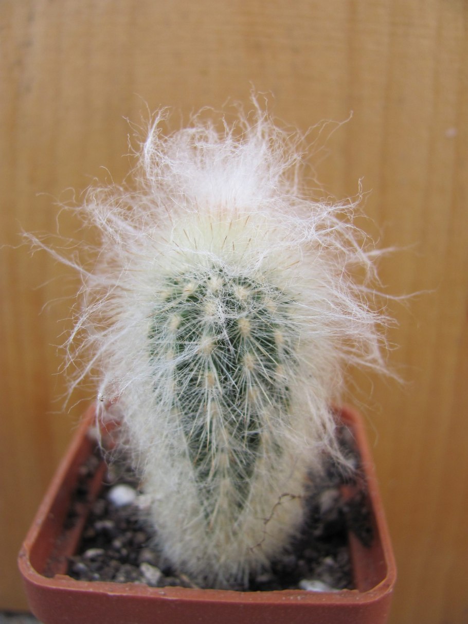 Кактус эспостоа шерстистая