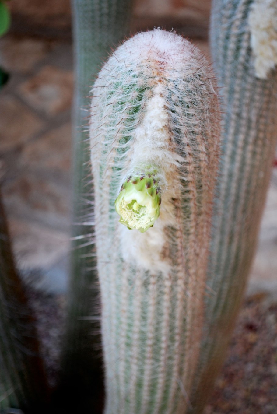 Haageocereus divaricatispinus