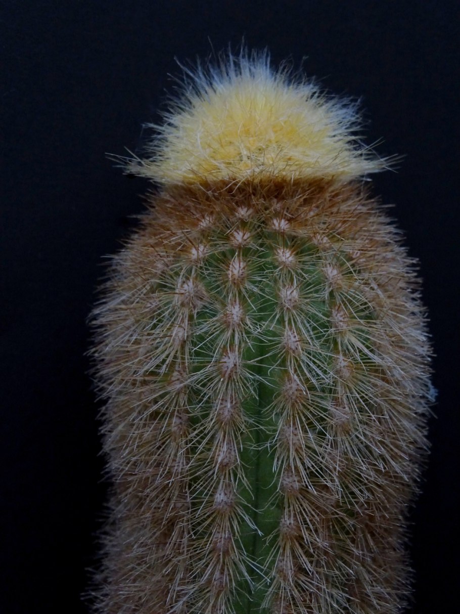 Эспостоа мирабилис Кактус