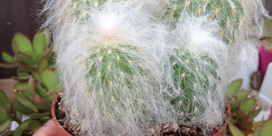 Эспостоа Нана Кактус Ланата